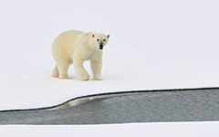 White Bear
