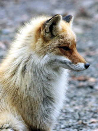Fox rev H441