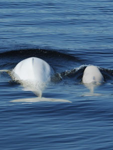 Belugas