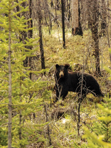 Bear